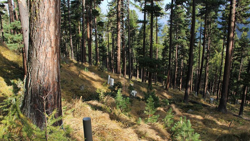 Monitoringfläche des Programms Langfristige Waldökosystem-Forschung LWF