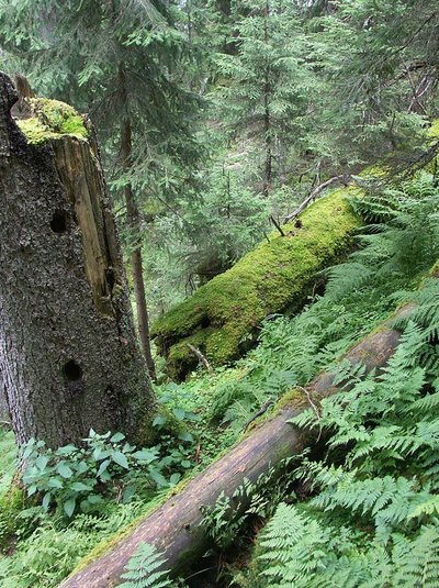 Gebirgsgwald mit hohem Totholzanteil