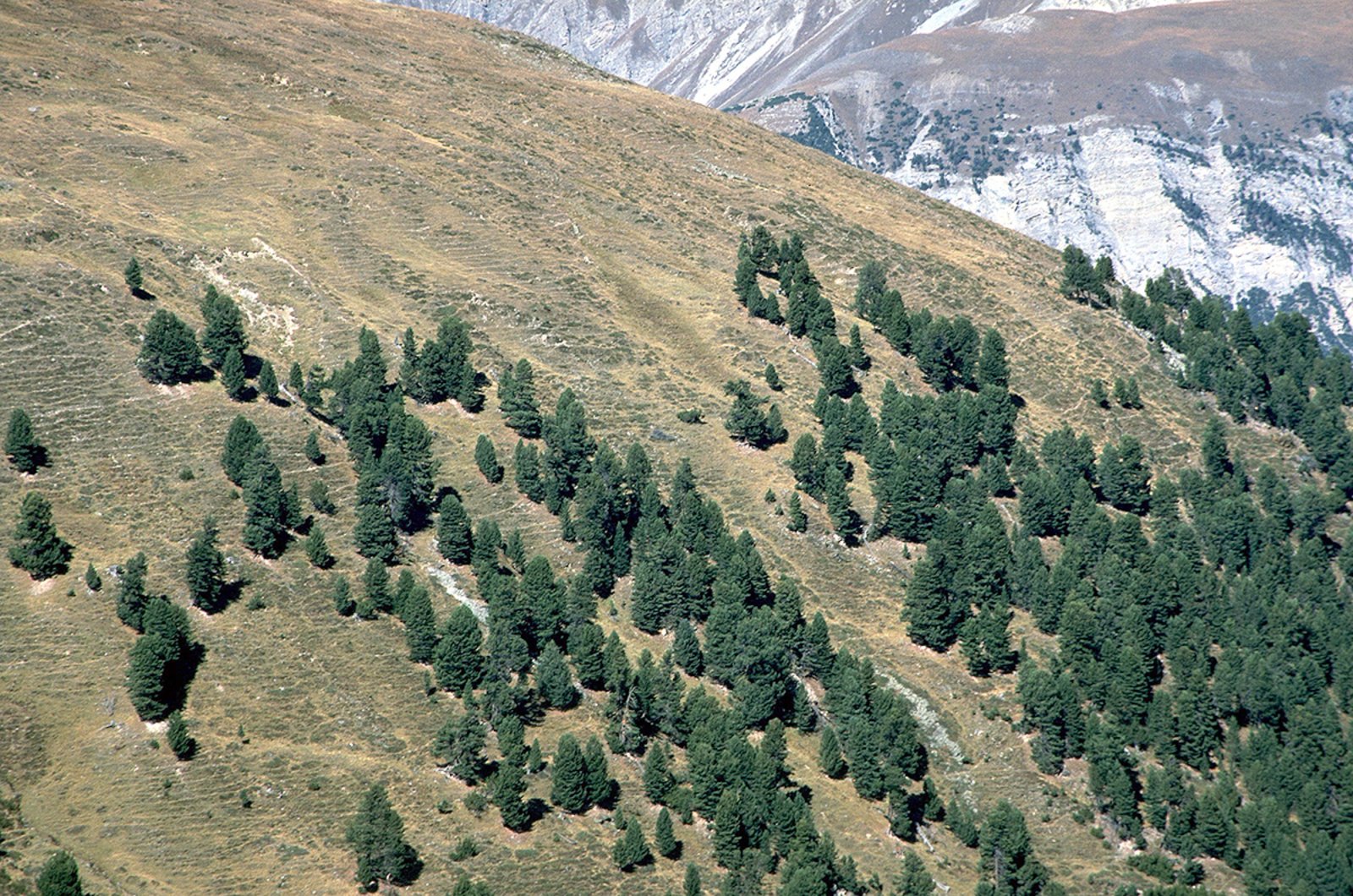 Wo Bäume Nicht Mehr Wachsen Können: Die Waldgrenze