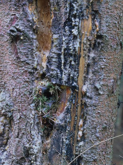 Nest des Zaunkönigs im Hackstollen