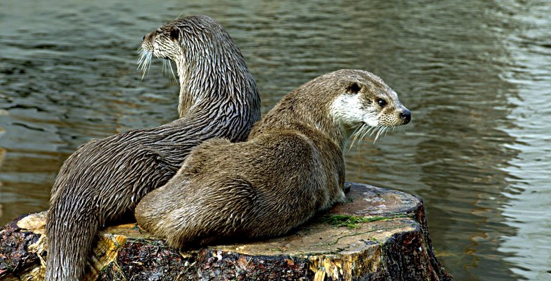 zwei Otter am Fluss