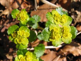 Gelb blühendes gegenblättriges Milzkraut