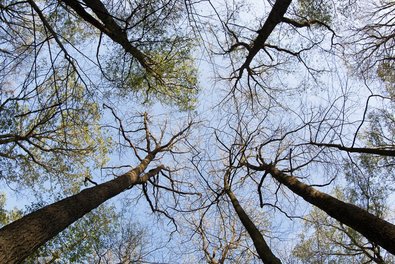 Deciduous forest with heavily depleted crowns