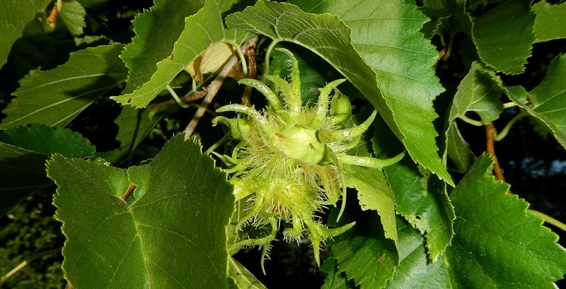 Shiny green toothed hazel leaves surround a yellow-green fringed hazel fruit