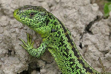 Weibchen der westlichen Zauneidechse