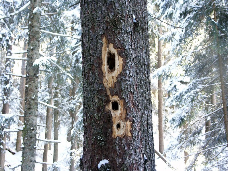 Baum mit Spechthöhlen