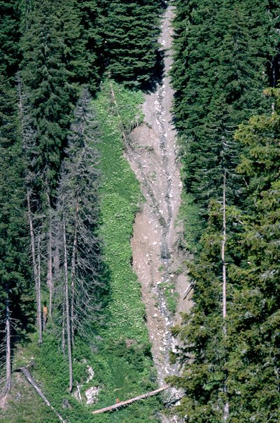 Landslide in a forest gap