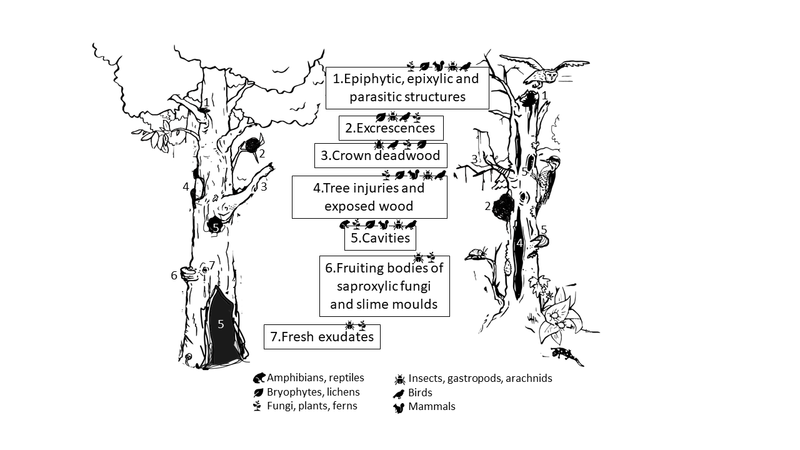 Fig. 4: Classification of the forms of TreMs on living and dead trees. (Illustration: Andreea Spînu, inspired by Maxence Martin)
