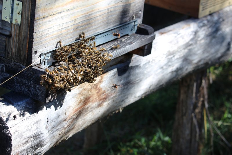 Vor einem Bienenstock patrouillieren Asiatische Hornissen