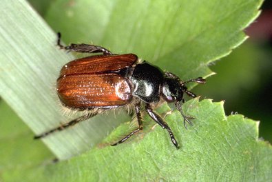 Gartenlaubkäfer (Phyllopertha horticola)