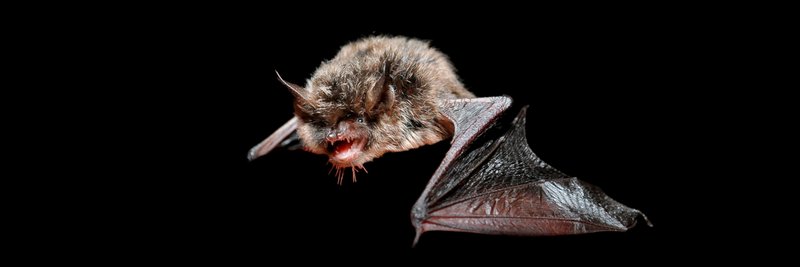 Bat in flight