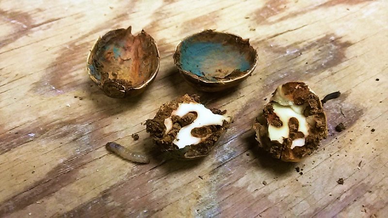 verpilzte Eicheln mit Rüsselkäferlarven