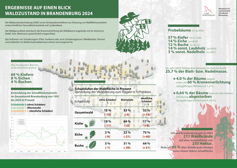 Übersichtsgrafik Daten Waldzustandsberichts 2024 Brandenburg