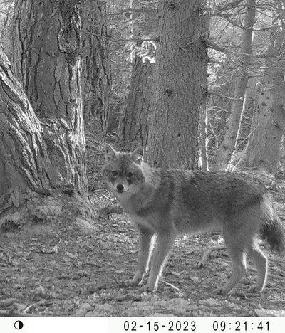 Goldschakal tappt in eine Fotofalle des FVA-Wildtiermonitorings