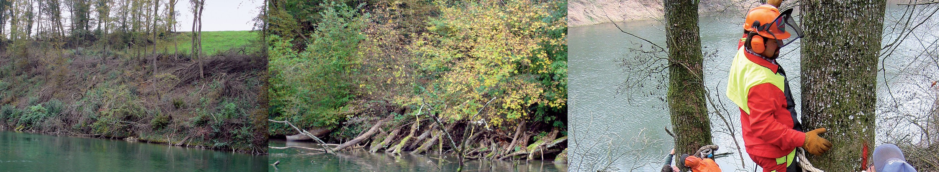 Mehr Holz beim Gewässerunterhalt: Raubäume