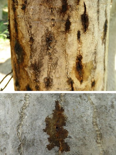 Schleimfluss unmittelbar nach dem Einbohren des Borkenkäfers Pityophthorus juglandis