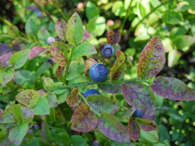 Blaubeeren