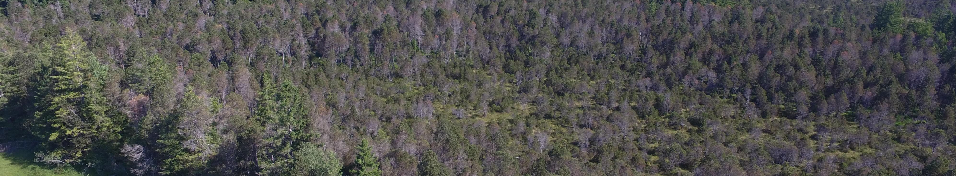 numerous barren conifers in a raised moor
