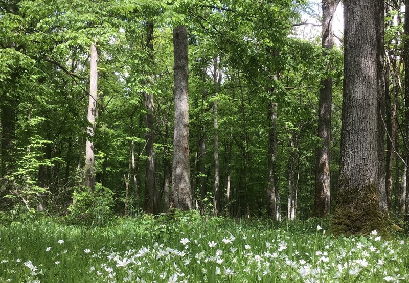 Eichenwald mit zahlreichen weiß blühenden Blumen am Boden