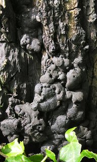 Brandkrustenpilz (Kretzschmaria deusta) Brandkrustenpilz (Kretzschmaria deusta)