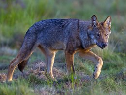 Ein adulter Wolf läuft über eine Wiese