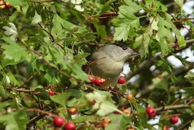 kleiner Vogel sitzt in einem Strauch mit roten Beeren