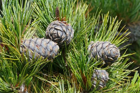 100 Real Pinecones Eastern White Pine Cones Nature Dried Small 2~4L