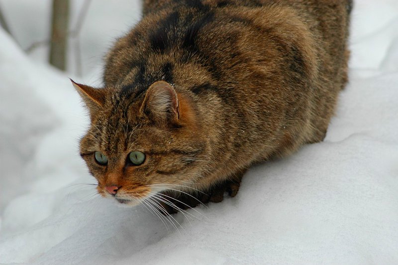 Braune Katze mit schwarzen Streifen bis Punkten am Rücken im Schnee