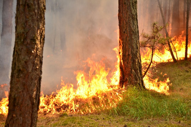 Weissbuch Waldbrande In Den Alpen