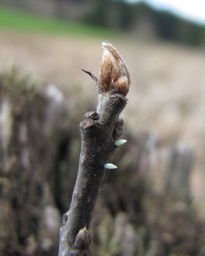 Individually laid small eggs of the brimstone butterfly on a branch