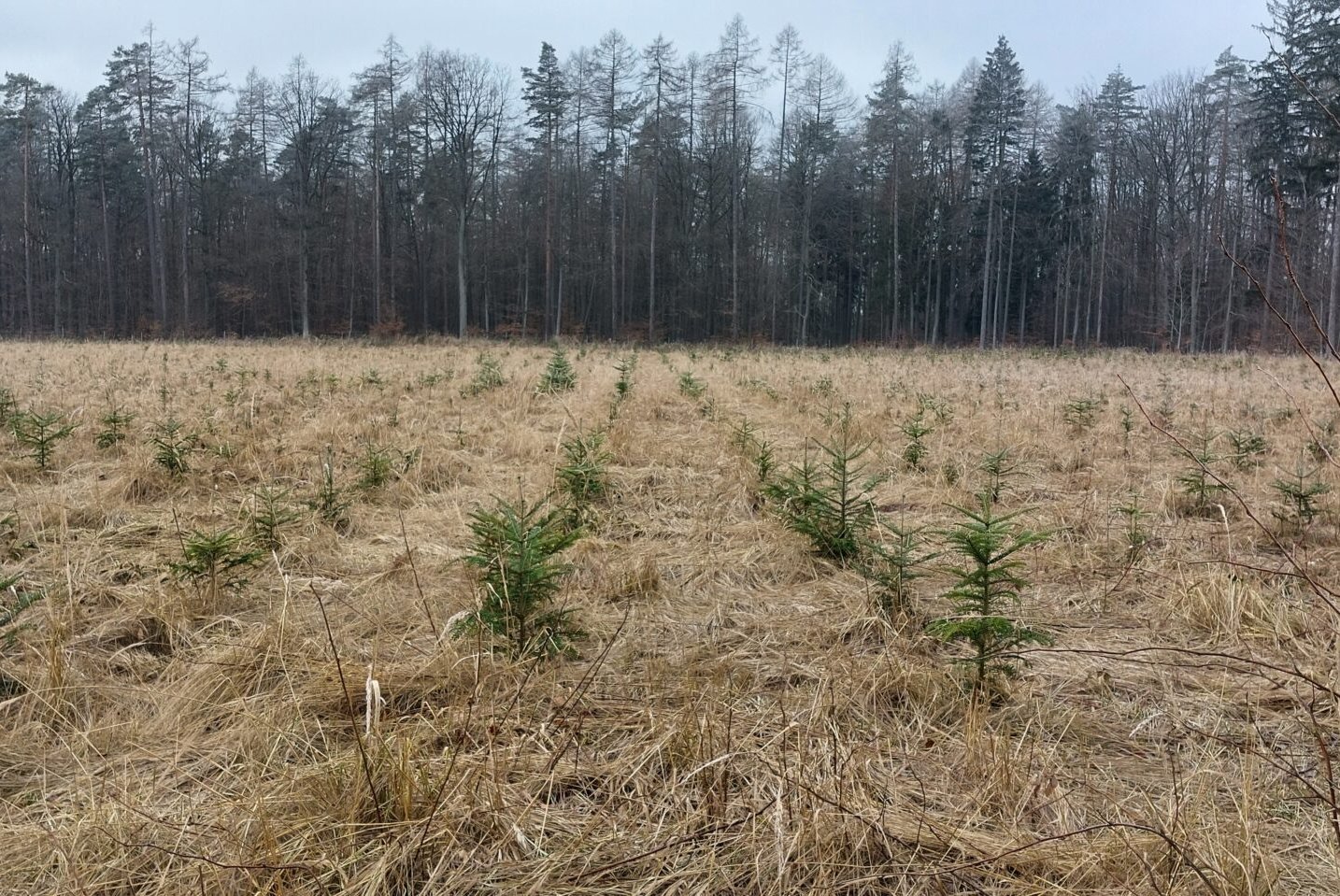 Feld mit mehreren gesetzten Jungbäumen