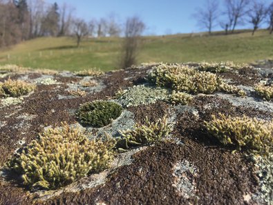 Paysage en miniature de lichens et de bryophytes