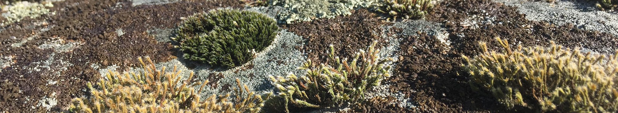 Paysage en miniature de lichens et de bryophytes sur un bloc granitique du Plateau
