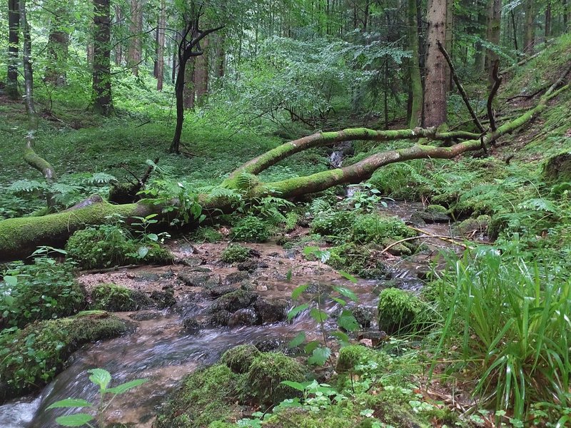 Naturnahes Fließgewässer mit hoher Strukturvielfalt