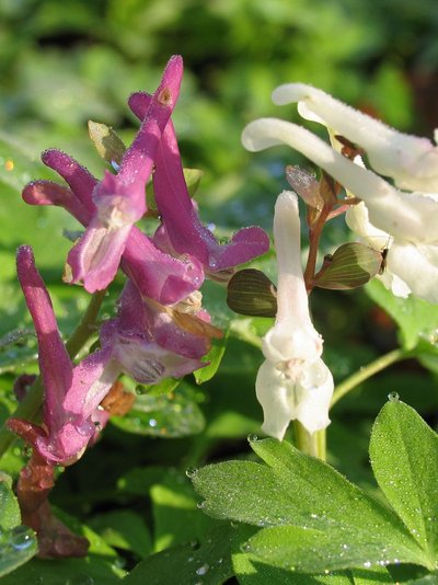 pinke und weiße Blüte eines hohen Lerchensporns