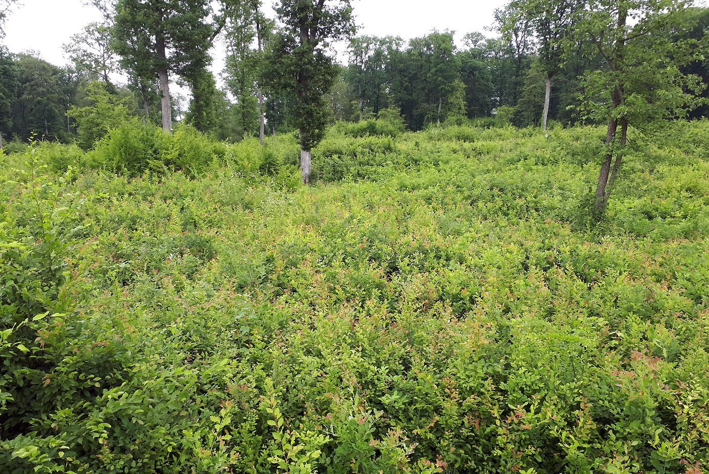 Von Eichen geprägte Verjüngungsfläche