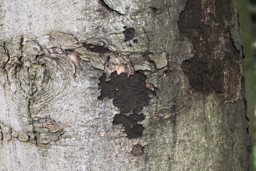 Erkennungshilfe für die Russrindenkrankheit Erkennungshilfe für die Russrindenkrankheit