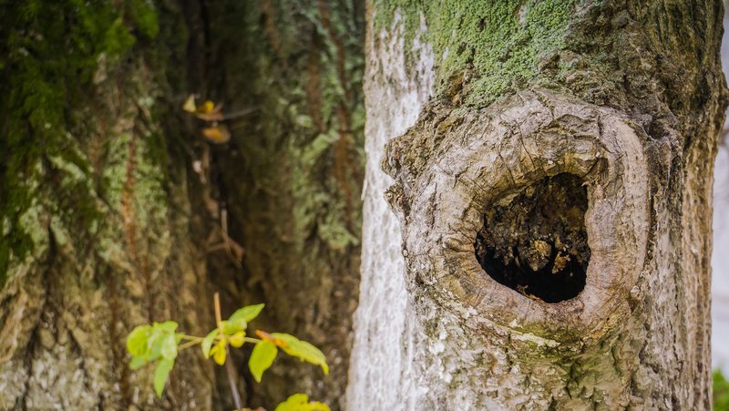 Mulmhöhle in einem lebenden Baum