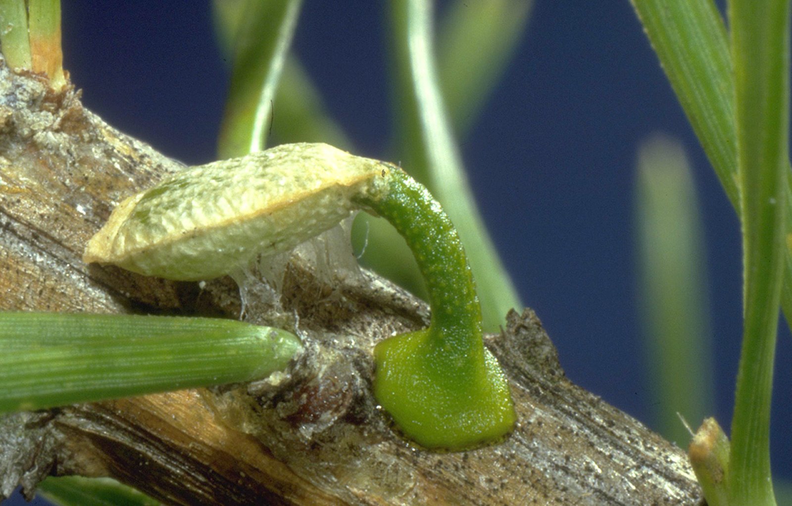 Biologie der Mistel