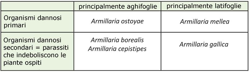 Tipologie e varietà delle specie di Armillaria presenti nelle foreste della Svizzera