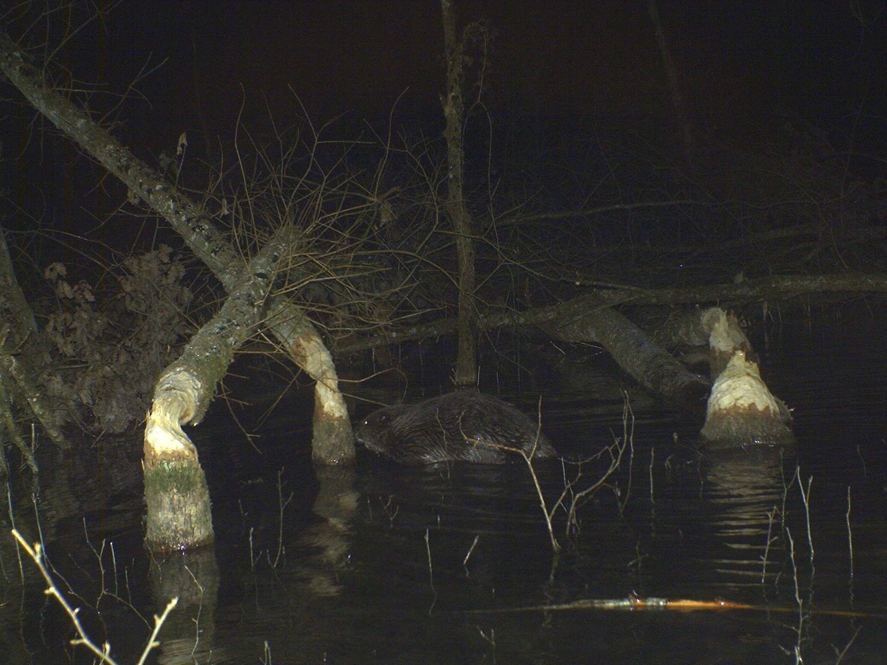 Des castors au travail