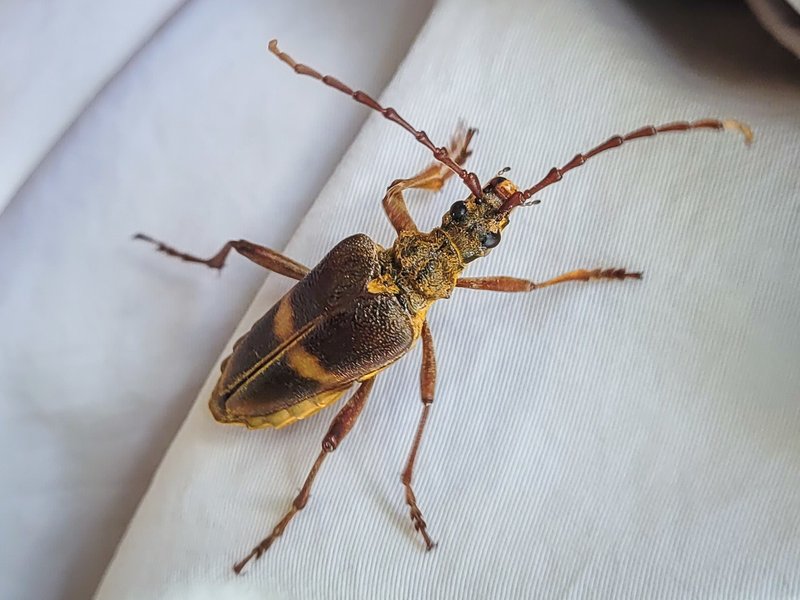 15-24 mm großer Käfer mit rotbraunem Körper und einer hellen Querbinde auf den Flügeldecken. Der Vorderkörper und die Hinterseite des Unterleibs sind goldgelb behaart.