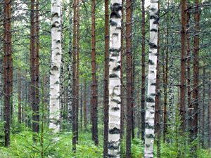 Mixed pine-birch stand