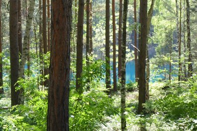 Älteste Kippenwälder im Lausitzer Braunkohlenrevier, 90 Jahre alt