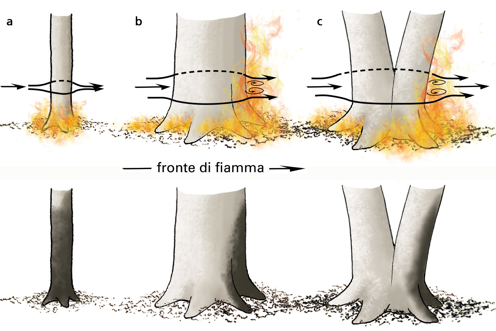 Interazione tra il fronte di fiamma e i fusti di faggio singoli di minori dimensioni