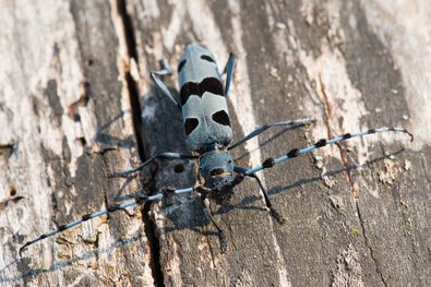 länglicher, schwarzblauer Käfer mit langen Fühlern