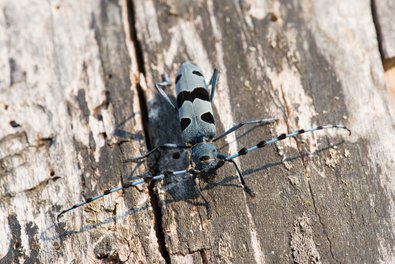 blue-black beetle with long antennae