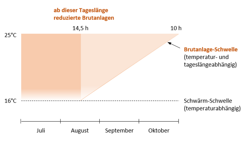 Schema zur Wahrscheinlichkeit von Buchdrucker-Brutanlagen im Spätsommer/Herbst, abhängig von Datum und Tagesmaximaltemperatur; je dunkler die Färbung, desto wahrscheinlicher die Brutanlagen; weiß = keine Brutanlagen (Grafik: FVA BW/Kautz, Hofmann).