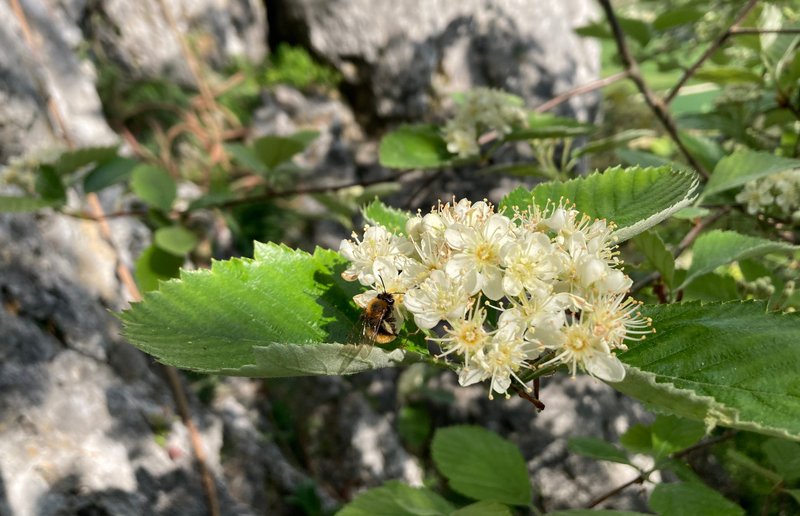 Branches with white flowers and oval, toothed, green leaves, in the background a rock wall