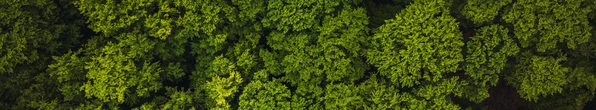 Wald von einer Drohne aus fotografiert